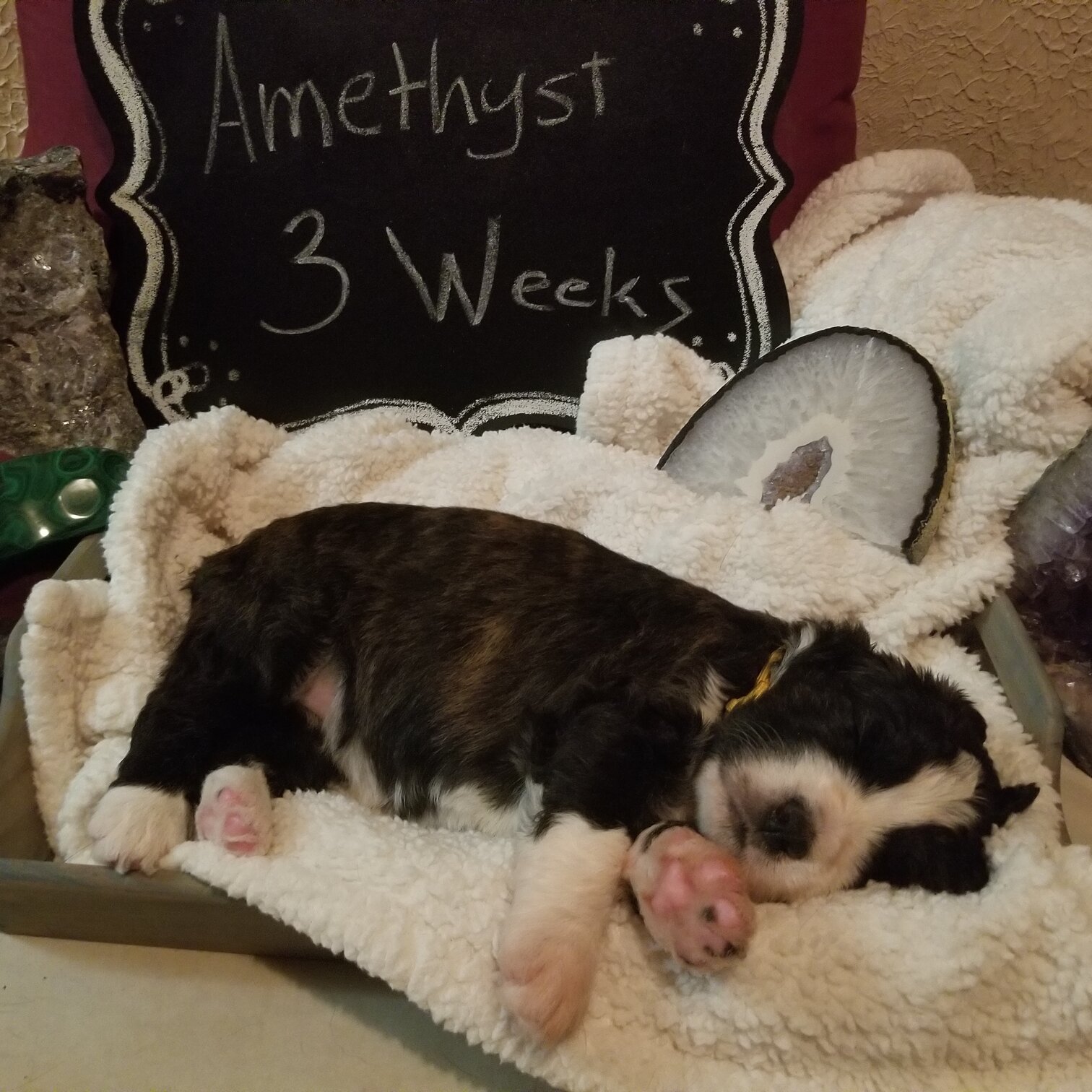 Image of a Bernedoodle Puppy